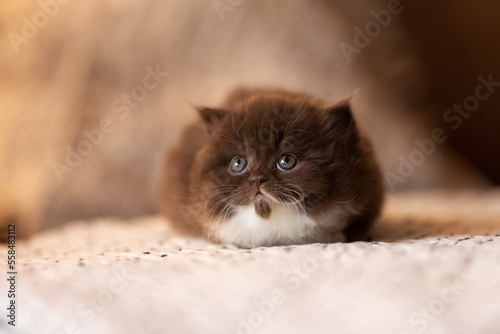 Britisch Kurzhaar BKH Katzenbaby Kitten niedlich