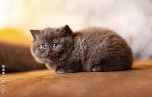 Fototapeta Naklejka Na Ścianę i Meble -  Britisch Kurzhaar BKH Katzenbaby Kitten niedlich