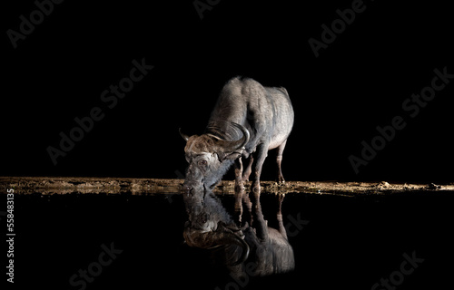 African Buffalo at a waterhole at night