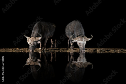 African Buffalo at a waterhole at night