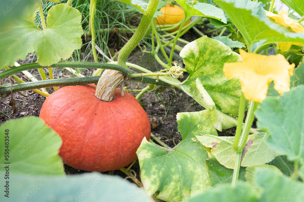 Obraz premium red-orange pumpkin hanging on a stem with large green leaves ,autumn harvest