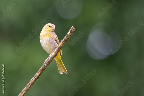 A male of Saffron Finch also known as Canario or Chirigue Azafranado is a yellow bird typical of Brazil. Species Sicalis flaveola. Birdwatcher.  Bird lover. Birding. Yellow bird. photo