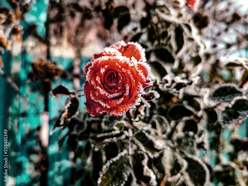 Red rose in crystals of frost on a frosty morning. Very soft selective focus. focus on the flower  rose  the rest is blurred.
