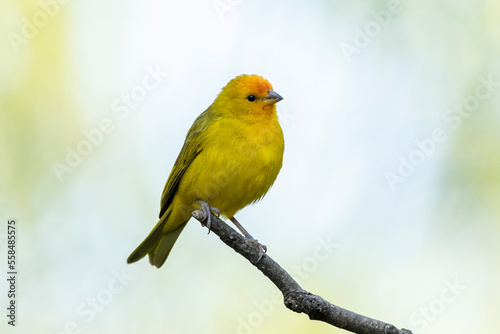 A male of Saffron Finch also known as Canario or Chirigue Azafranado is a yellow bird typical of Brazil. Species Sicalis flaveola. Birdwatcher. Bird lover. Birding. Yellow bird.