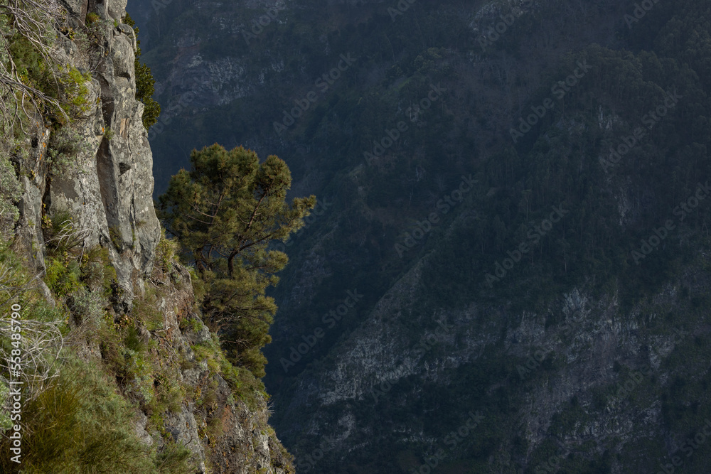 A tree in the middle of the cliffs in a very large valley in Madeira. So big that you can also call it a canyon.