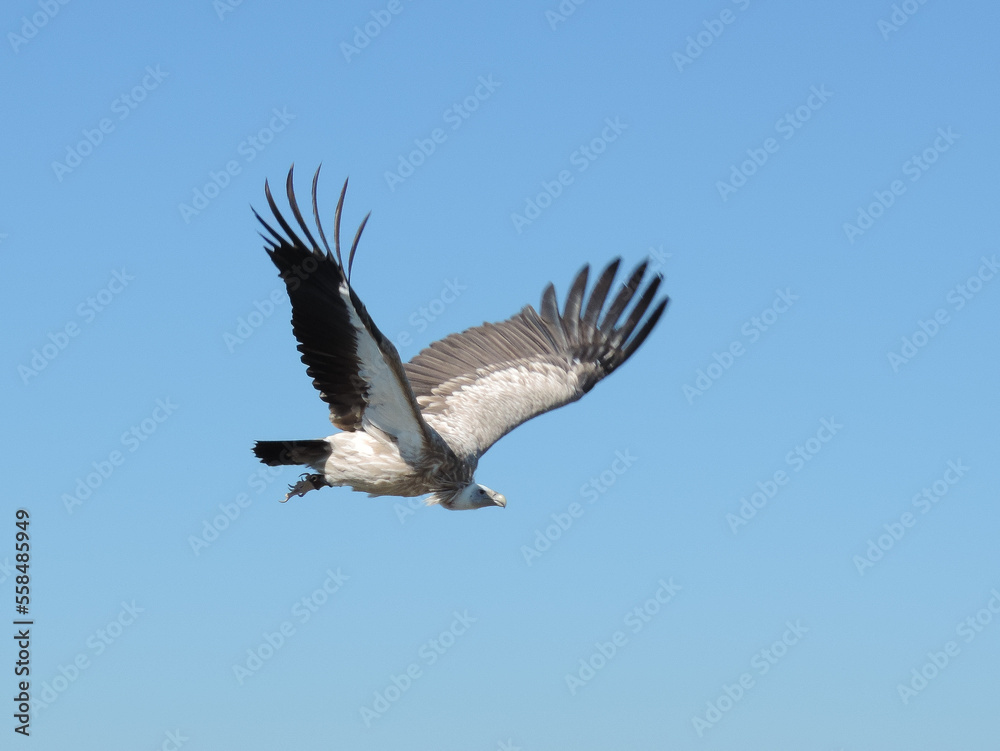 Fototapeta premium vulture