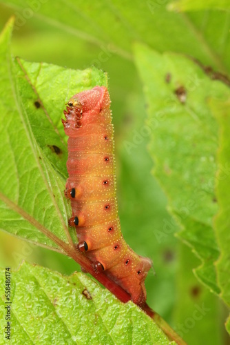 Hummingbird clearwing sphinx moth Hemaris thysbe caterpillar photo