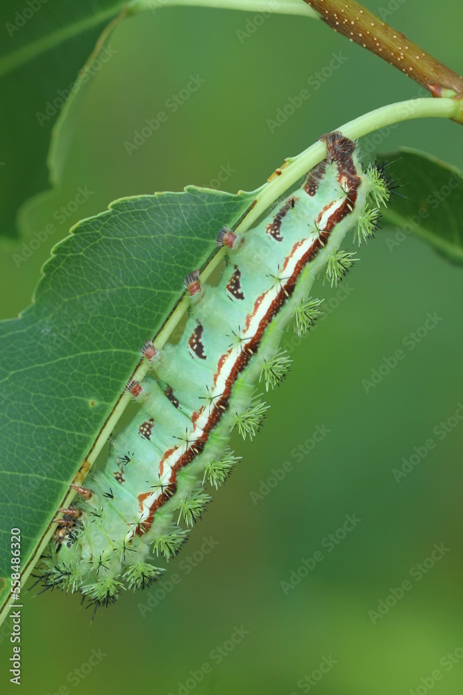 Fototapeta premium io moth automeris io caterpillar eating cherry leaf