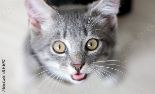 Fototapeta Naklejka Na Ścianę i Meble -  kitty kitty beautiful kitty cute barsik