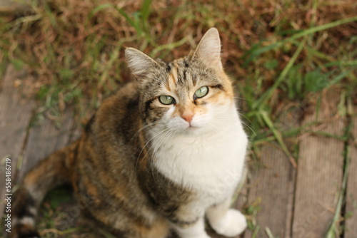 Wallpaper Mural Chat Torontodigital.ca