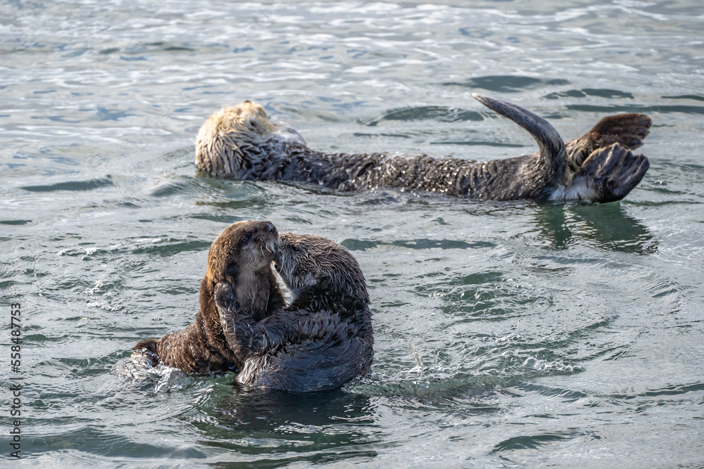 Fototapeta premium Mother sea otter kisses her young pup