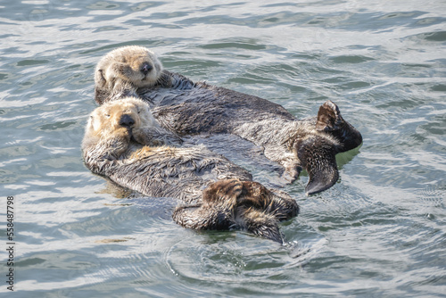 Two cute sea otters floating