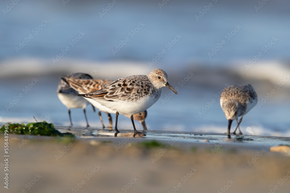 The sanderling (Calidris alba) small wading bird. The sanderling (Calidris alba) small wading bird.