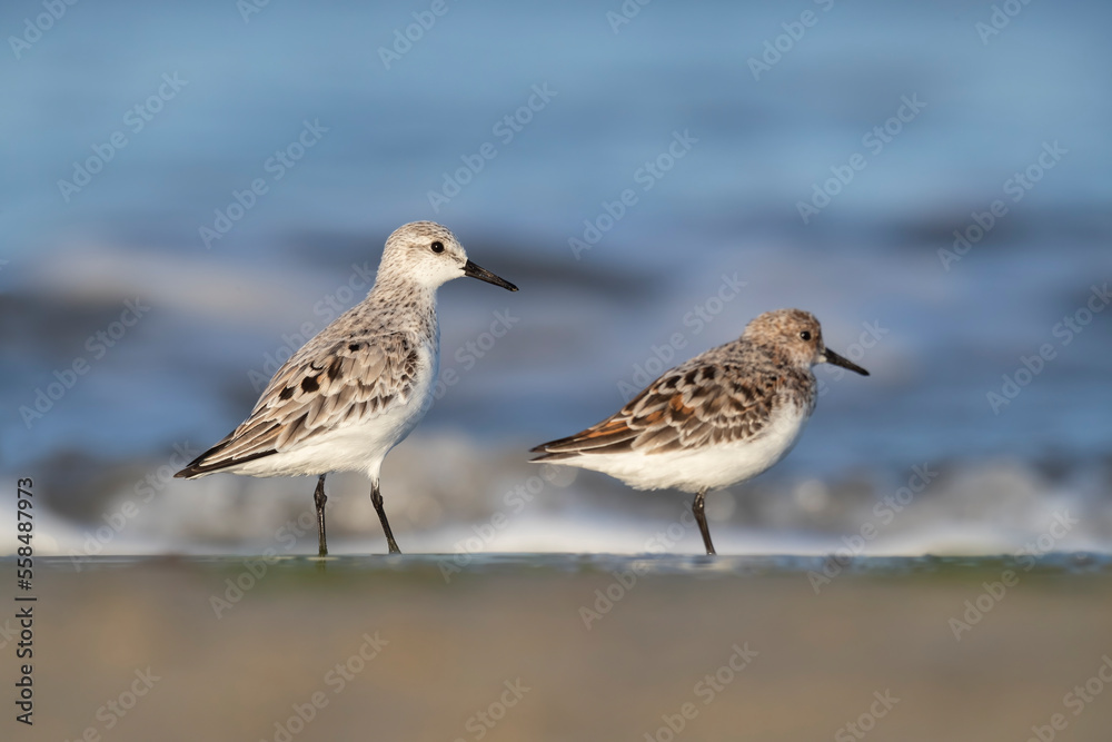 The sanderling (Calidris alba) small wading bird. The sanderling (Calidris alba) small wading bird.