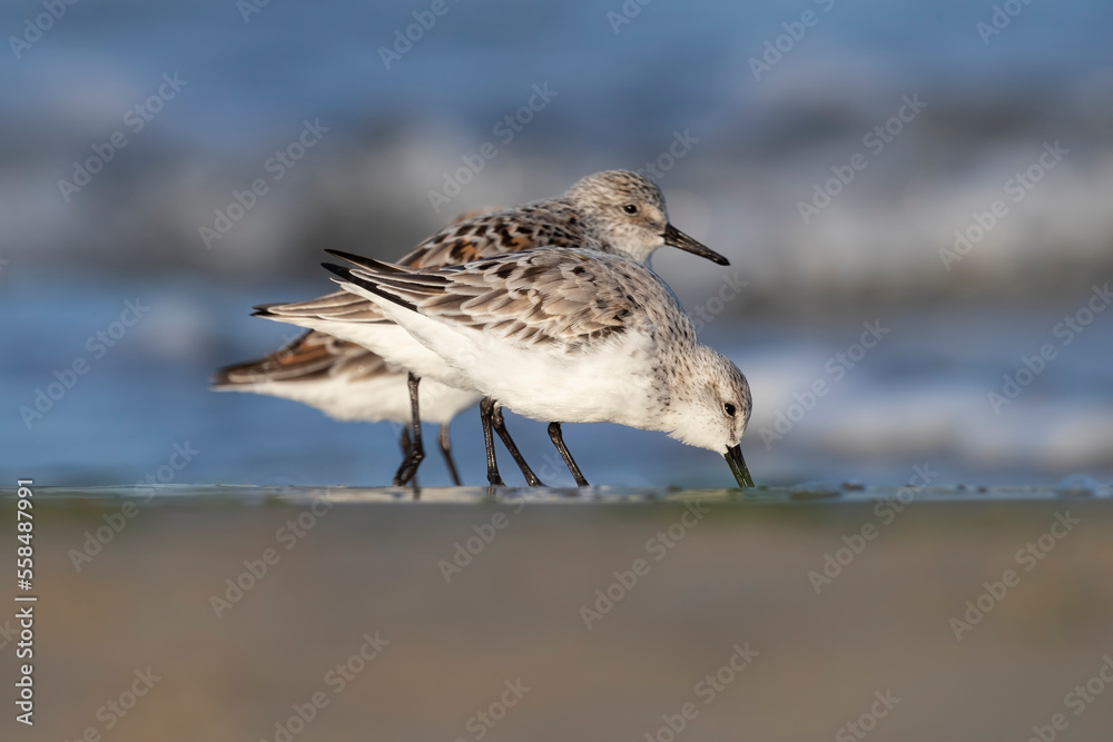 The sanderling (Calidris alba) small wading bird. The sanderling (Calidris alba) small wading bird.