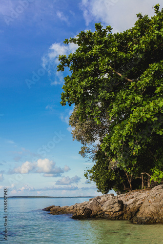 tree on the coast of the sea