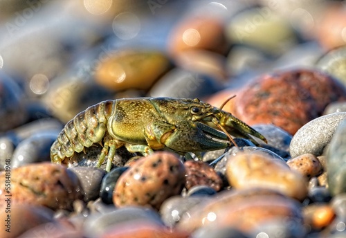 Crayfish on Colourful Rock Shoreline 