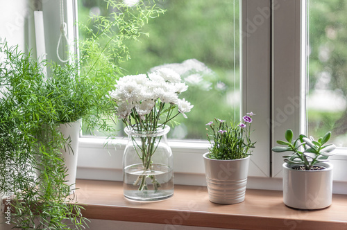 View of the windowsill with indoor plants.