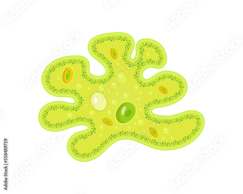 Amoeba with nucleus and vacuole. Vector illustration of simplest unicellular animal