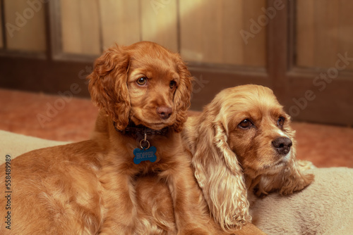 cocker spaniel puppies © Celeste