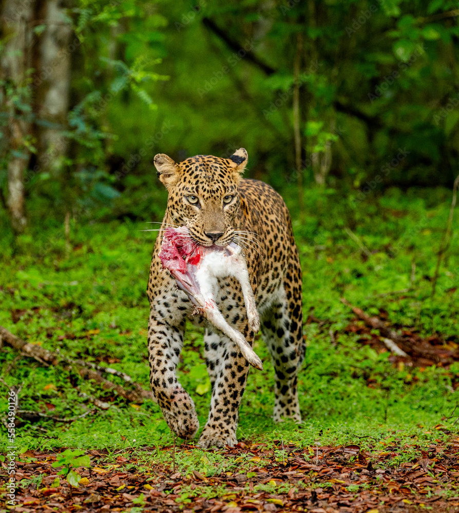 Obraz premium Leopard (Panthera pardus kotiya) with prey in the jungle. Sri Lanka. Yala National Park