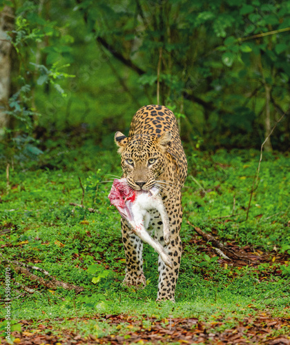 Leopard  Panthera pardus kotiya  with prey in the jungle. Sri Lanka. Yala National Park