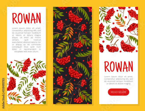 Rowan Berry Banner Design with Red Fruity Cluster on Branch Vector Template