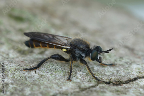 Closeup on the Golden-haired Robberfly , Choerades marginata sitting on wood
