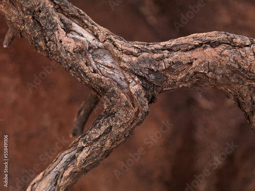Tree Roots rustic texture on red clay soil background