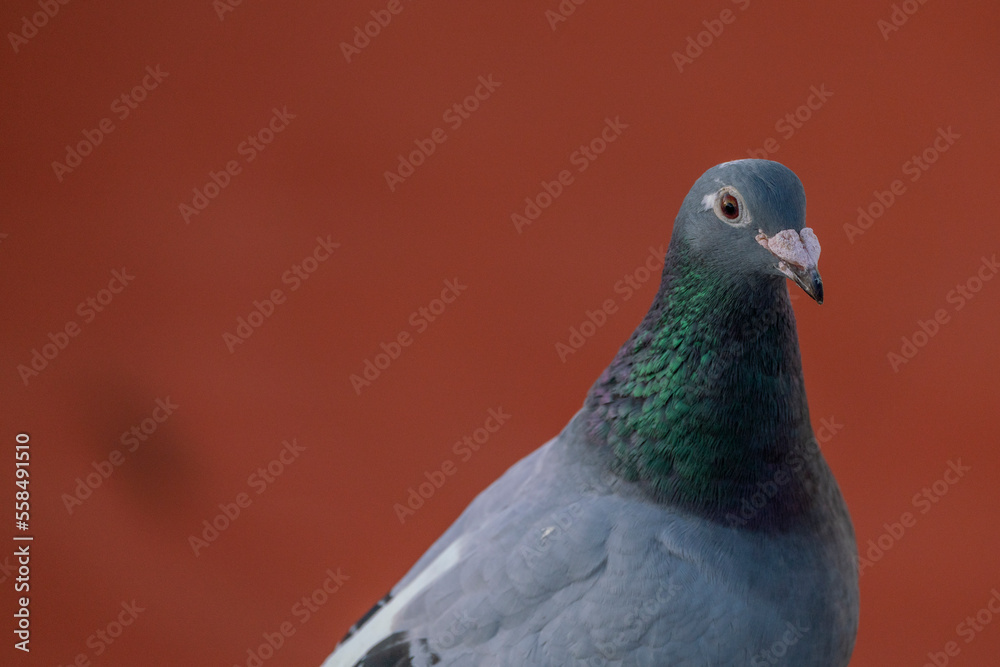 pigeon dove portraits close-up view pigeon dove portraits close-up view