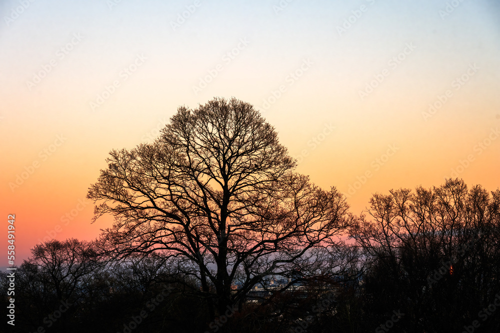 Silhouette of leafless trees against sunset on a winter evening