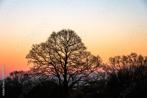 Silhouette of leafless trees against sunset on a winter evening