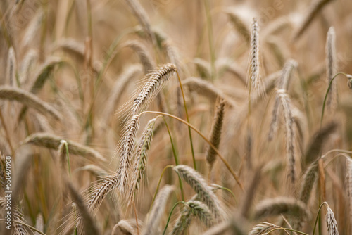 Ears of grain close-up. Golden ripening grain. Ears of rye before harvest in the field. Growing grain in the field.