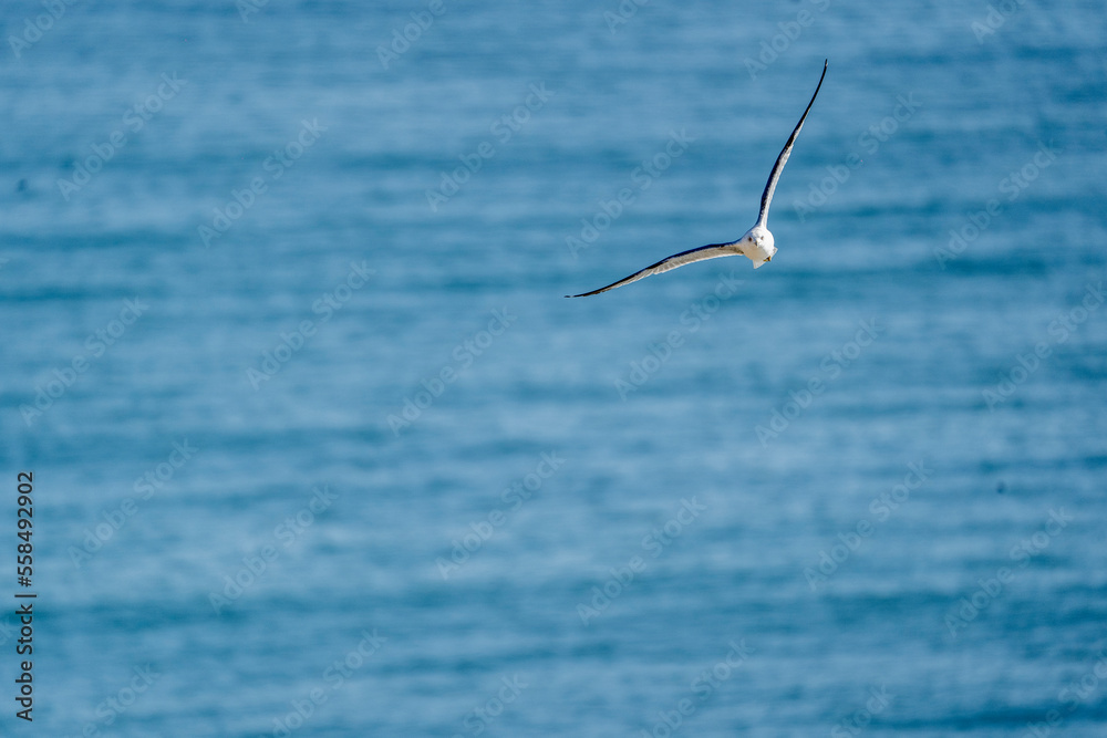 seagull with the sea ocean in the background on a sunny day seagull with the sea ocean in the background on a sunny day