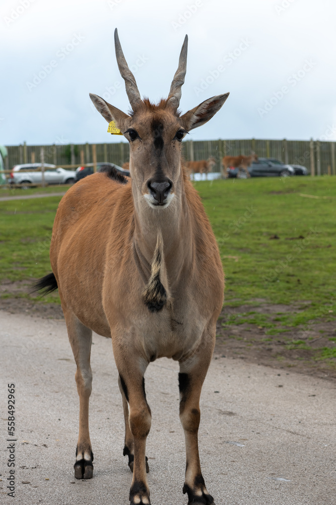 Portrait of a common eland (taurotragus oryx) looking at the camera