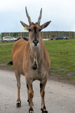 Portrait of a common eland (taurotragus oryx) looking at the camera