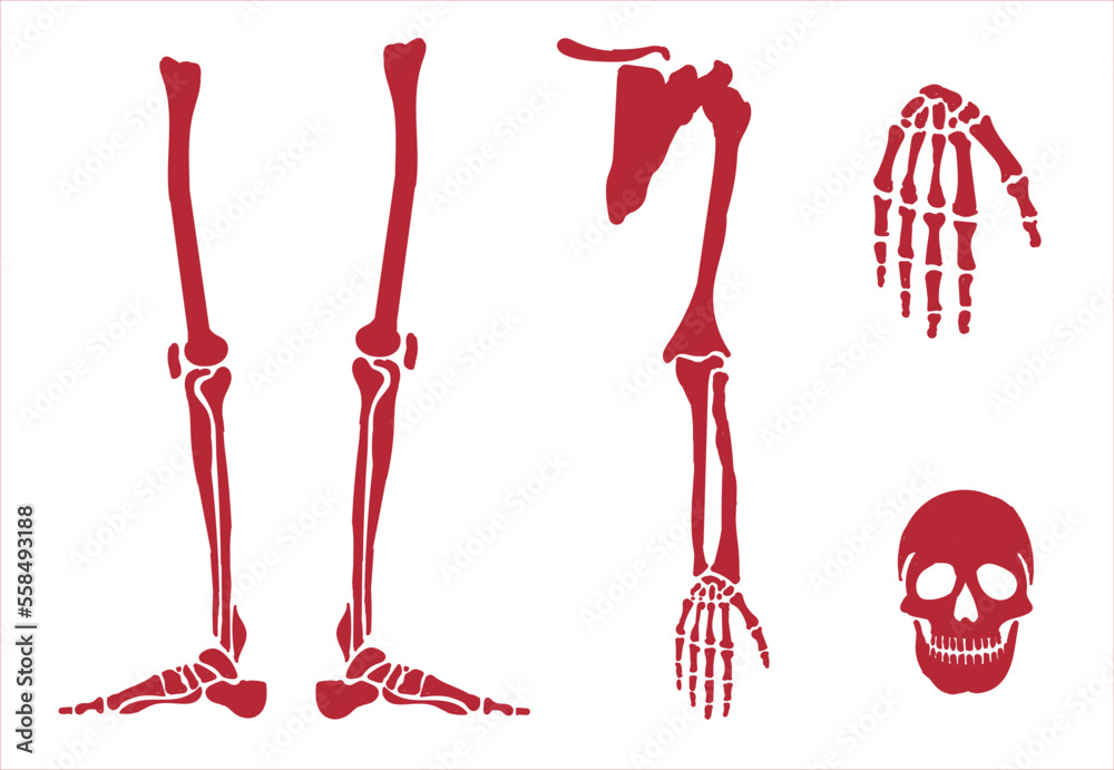 Human skeletal system. Joints and body parts bone icons sketch hand drawing vector illustration. Skull - obrazy, fototapety, plakaty 