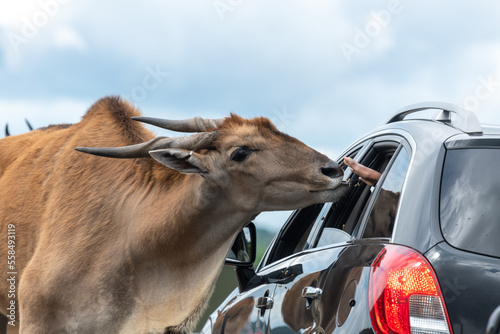 Close up of a common eland (taurotragus oryx) being hand fed from a person in a car photo