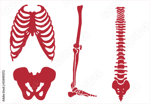 Human skeletal system. Joints and body parts bone icons sketch hand drawing vector illustration. Skull