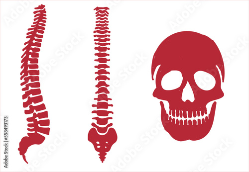 Human skeletal system. Joints and body parts bone icons sketch hand drawing vector illustration. Skull