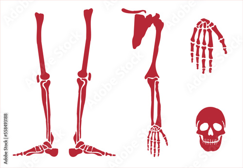 Human skeletal system. Joints and body parts bone icons sketch hand drawing vector illustration. Skull