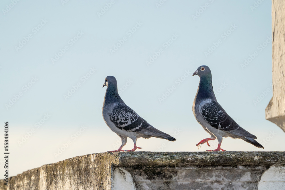 pigeon dove portraits close-up view pigeon dove portraits close-up view