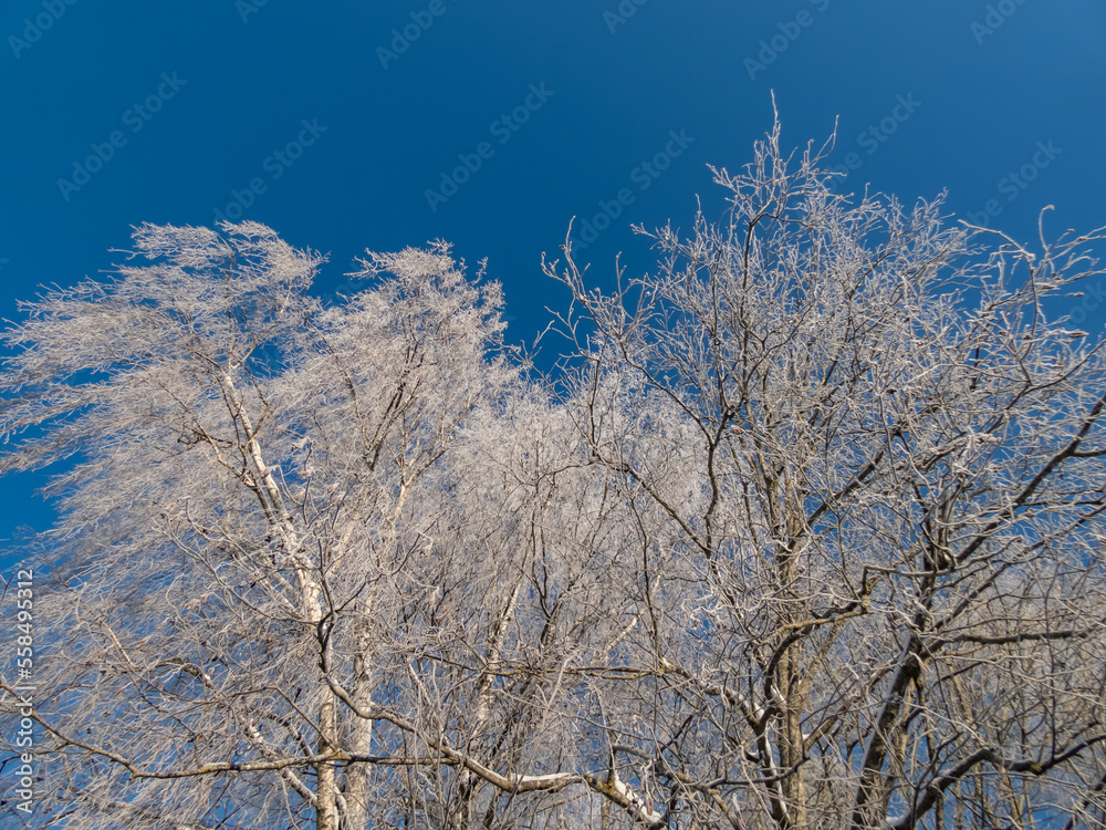 View on trees in forest fully covered with white frost on a sunny winter day with contrasting blue sky in background. Winter scenery