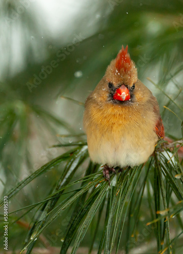 Female Cardinal
