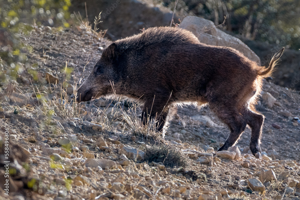 Close-up shot of Wild Boar in the Aures region, Algeria Close-up shot of Wild Boar in the Aures region, Algeria