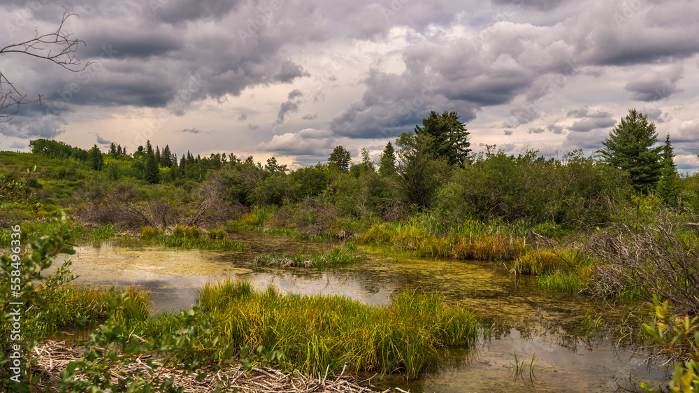 Obraz premium Glenmore Park nature sceneries, Calgary, Alberta, Canada