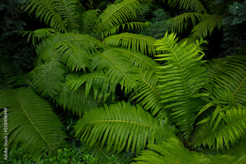 fern.beautiful leaves of green fern.