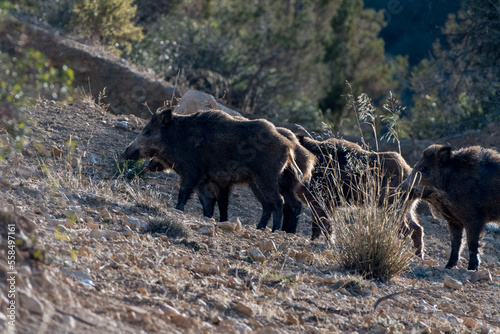 Close-up shot of Wild Boar in the Aures region  Algeria