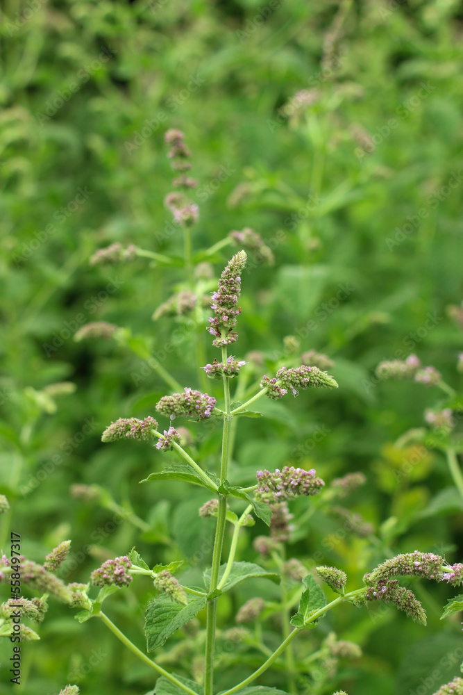 Close up view of purple aromatic mint flowers in the summer garden Close up view of purple aromatic mint flowers in the summer garden