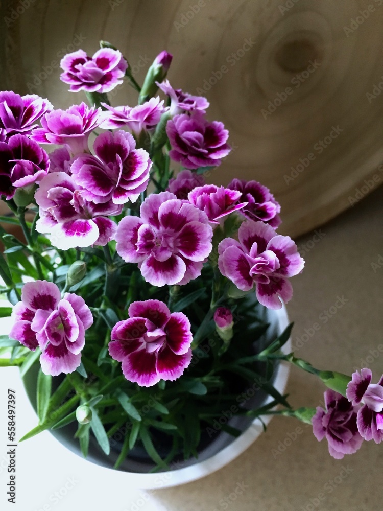 Small dianthus flowers, called pink kisses, in the white pot.